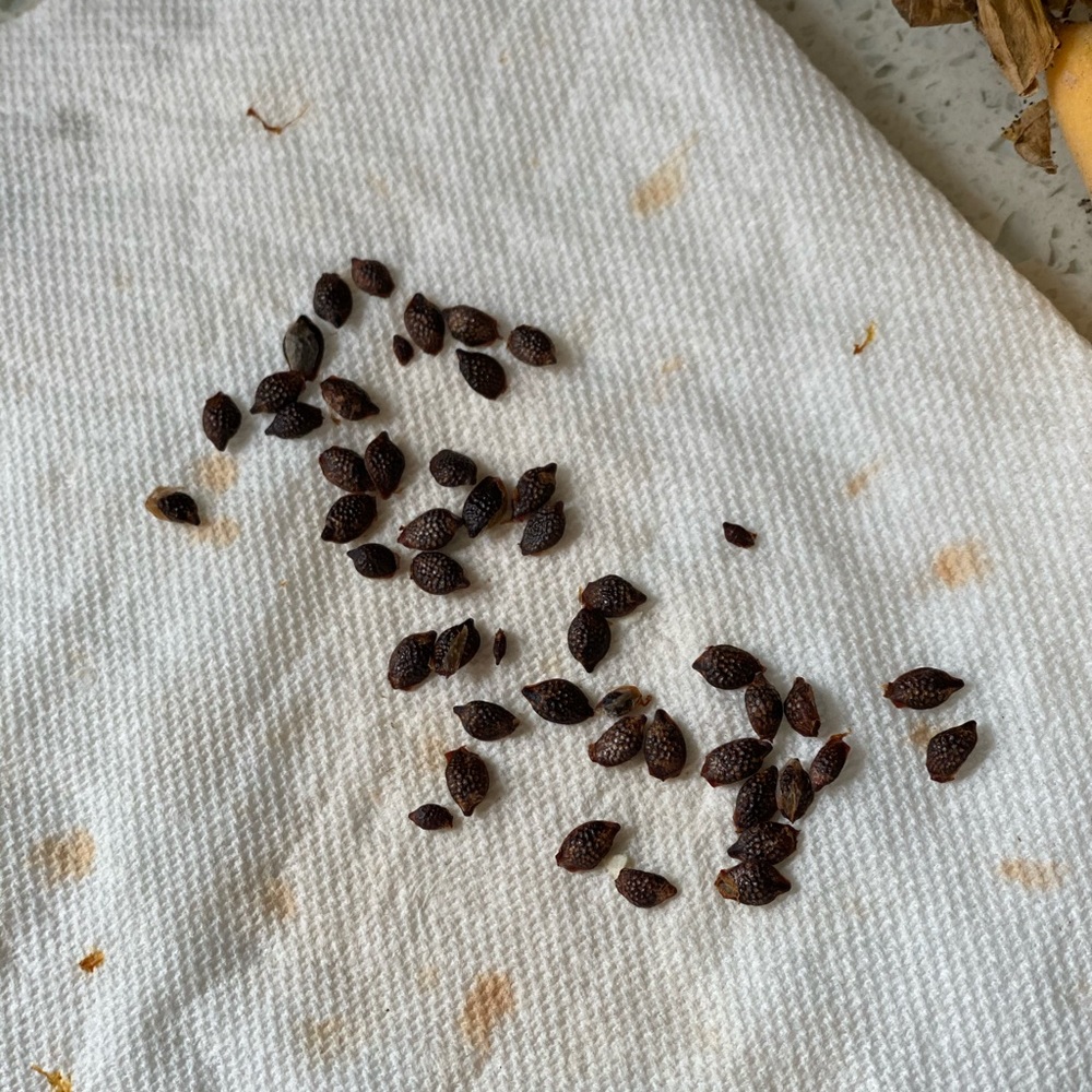 Beautiful passion fruits, 20 seeds - Picture 5 of 8